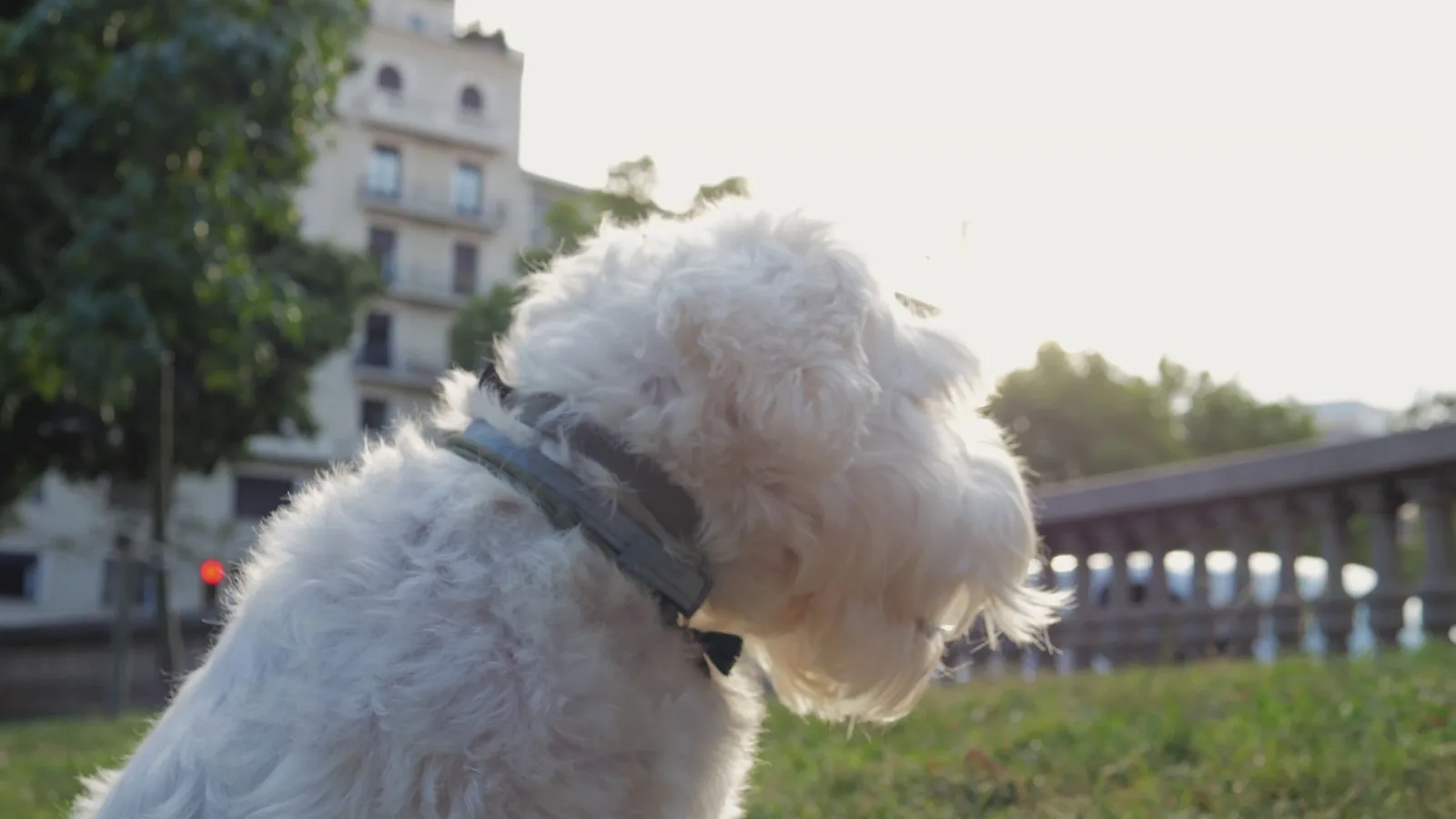 A Dog Friendly Pub Walk With Sensible Route Notes Checklist For First Time Readers cover image